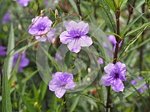 Waterkanon, Watrakanu, Minnieroot, Iron root, Feverroot, Popping pod, Cracker plant, Trai-no, Toi ting ACANTHACEAE, Brittonâ€™s