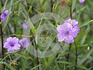 Waterkanon, Watrakanu, Minnieroot, Iron root, Feverroot, Popping pod, Cracker plant, Trai-no, Toi ting ACANTHACEAE, Brittonâ€™s