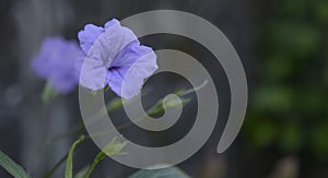 Waterkanon, Watrakanu, Minnieroot, Iron root, Feverwort, Popping pod, Cracker plant, Trai-no, Toi ting on natural backgroun photo