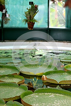 Waterlilies