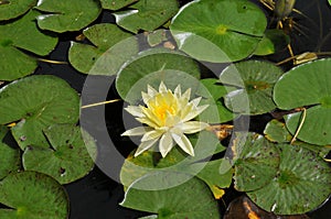 Waterlilies at Balboa Park - Yellow Blooms with Leaves Nymphaea