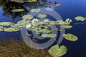 Waterlilies in a botanical garden, in Naples, Florida, usa