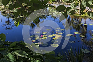 Waterlilies in a botanical garden, in Naples, Florida, usa