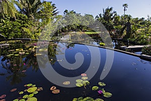 Waterlilies in a botanical garden, in Naples, Florida, usa