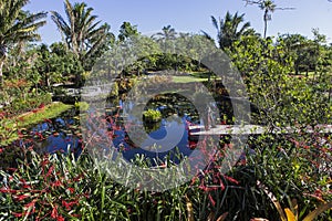 Waterlilies in a botanical garden, in Naples, Florida, usa photo