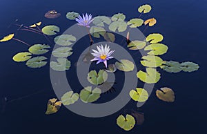 Waterlilies in a botanical garden, in Naples, Florida, usa