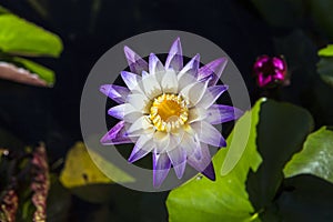 Waterlilies in a botanical garden, in Naples, Florida, usa