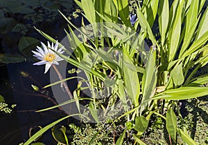 Waterlilies in a botanical garden, in Naples, Florida, usa