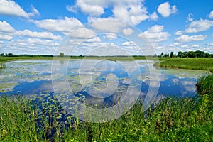 Waterlilies and clouds