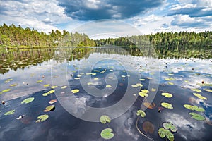 Waterlilies in the lake, with the blue sky and the pine forest reflected in the dark water