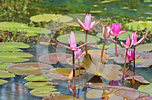 Waterlilies in lake , the Nymphaea nouchali flower