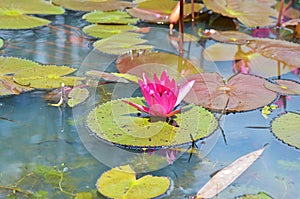 Waterlilies in lake , the Nymphaea nouchali flower