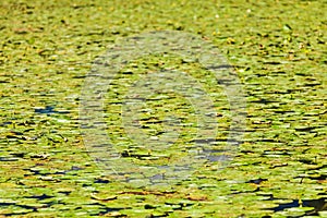 Waterlilies on lake surface