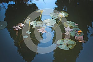 Waterlilies and leaves in murky pond