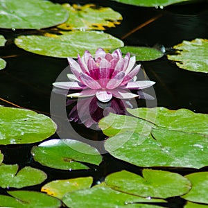 Pink Water lily bloom reflecting off the surface of the water