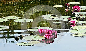 Waterlilies