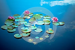 Waterlilies on the Pond
