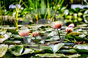 Waterlilies in still water in a botanical garden