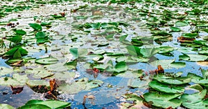 Waterlilies on the water from Danube Delta