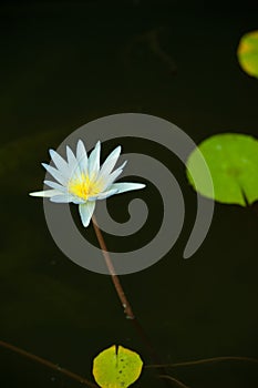 Waterliliy and lily pads