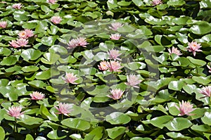 Waterlillies