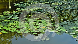 Waterlillies in Tiergarten.