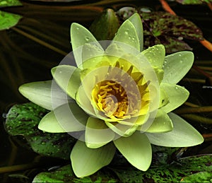 Waterlilly