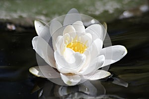 Waterlilly