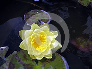 WATERLILLY
