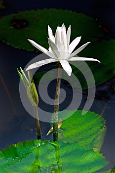 Waterlilly and Bud