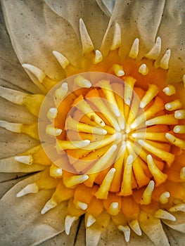 the waterlilly is close up.lotus , flower, waterplants , plants ,pollen, macro,