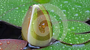 Waterlilly flowerbud in the rain