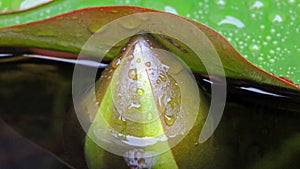 Waterlilly flowerbud in the rain