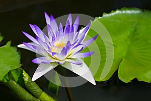 Waterlilly and lotus