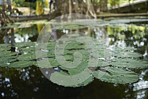 Waterlilly in a pond