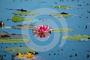 Waterlilly on pond