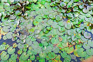 Waterlilly in Vast Lake