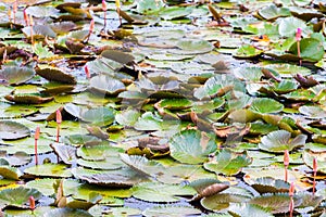 Waterlilly in Vast Lake in Thailand