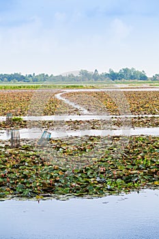 Waterlilly in Vast Lake in Thailand