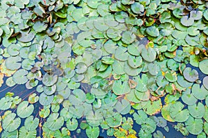 Waterlilly in Vast Lake in Thailand