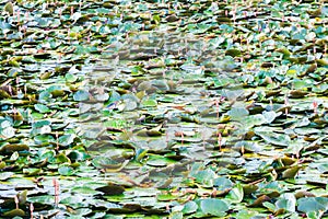 Waterlilly in Vast Lake in Thailand