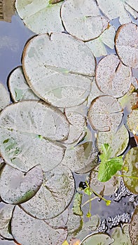 waterlillys on a garden pond , gives shade protects invertebrates