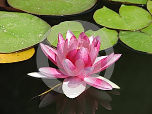 Waterlily