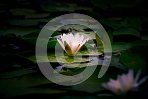 Waterlily photo