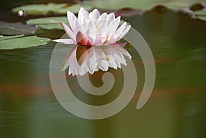 Waterlily