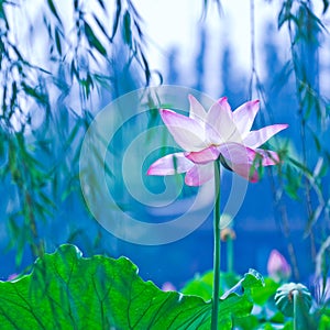 Waterlily