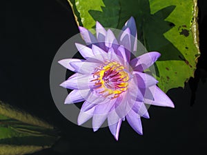 Waterlily