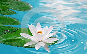 Waterlily photo