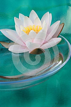 Waterlily