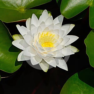 Waterlily